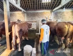 Presiden beli sapi kurban dari peternak Karanganyar