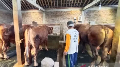 Presiden beli sapi kurban dari peternak Karanganyar